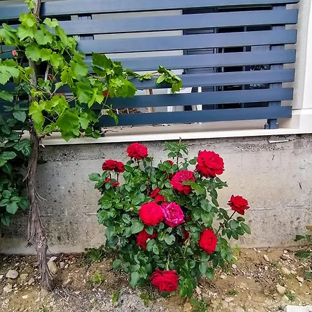 Dolani 빌라 클레크